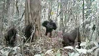 World's rarest gorilla makes unexpected noise with chest