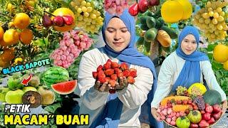 Panen buah-buahan dikebun | Petik buah segar kaya manfaat