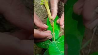 Guava grafting techniques | amazing grafting techniques #shorts #gardening #grafting