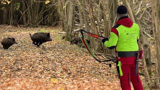 Die BESTE Drückjagd des Jahres? 45 Sauen in zwei Tagen! (DJI Mavic 3T)