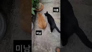 미남&아롱