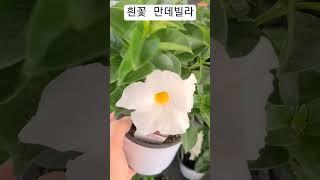 #은혜화훼판매장 #만데빌라 흰꽃