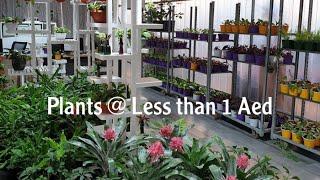 Dubai Municipality nursery| warsan |4K full tour | Cheap Plant nurseries in Dubai- Full tour