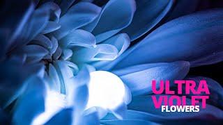 Using Tonic Water to create amazing UV flower photography!