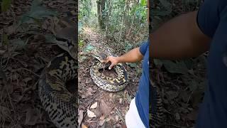 Jungle Hunter Catches Snake Barehanded#Thrilling Action#Jungle Adventure#Hunter Snake Catching