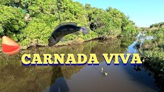 Live bait fishing in freshwater fishing