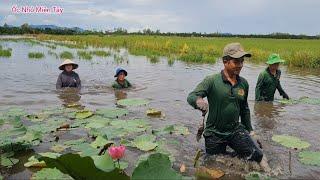 Bắt Chuột Mùa Nước Nổi Miền Tây Quê Em Vui Thiệt Vui #ỐcNhỏMiềnTây