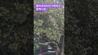 400km를 달려 거제로 나에게로 온 동생.역사샘이라 우중 가이드로 300년된 거제외간 동백나무 구경시켜줬다.안개자욱한 계룡산 자락을 뒤로하고 봄비,바람에 휘몰아친다.