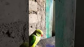 talking cute parrot #youtube  shot #viral