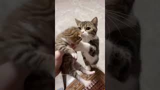 A mother’s love is the greatest love in the world.#cat #catsoftiktok #catlover #funny #funnyvideos