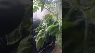 The Plant Doctor Watch Plants Grow #shorts #plants #hydroponics #garden #hydrogarden