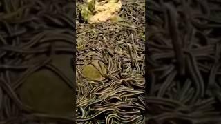 snake Island in the world #snake #shorts #factsinhindi #snakevideo #amazingfacts