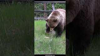 Huge Beautiful Grizzly Sow - Here She Comes!