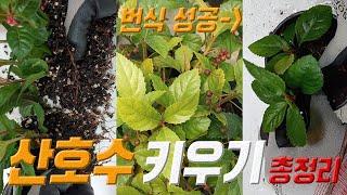 산호수 키우기  산호수 삽목  산호수 번식 방법  산호수 관리법 coralberry plant care