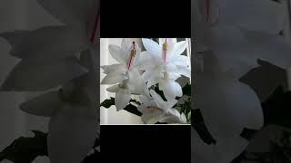 Шлюмбергеры и рипсалидопсисы почтой