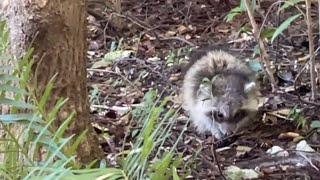 Species Spotlight: Raccoons of the Florida Keys!