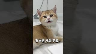 울집 고양이는 야옹하고 울지 않는다. #고양이일상 #개냥이 #cat #브리티쉬숏헤어 #브이로그