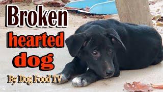 Broken hearted dog episode 86| By Dog Food TV