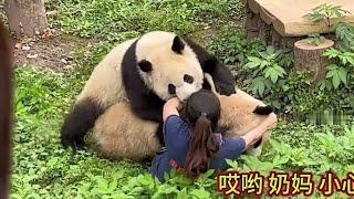 4.23 Scary! Two giant pandas pushed and pressed down the nanny on the ground