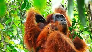 Wildlife Chronicles - Orangutang