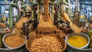 From Peanuts to Pure Oil: Inside the Peanut Oil Production Factory