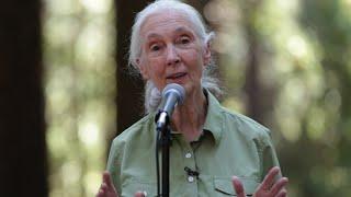 Jane Goodall speaks at Berkeley (full event)