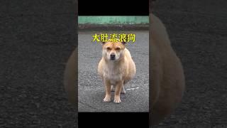 流浪公狗肚子大的就像懷孕，它究竟生了什麽病？ #animals #pets #dog #shorts