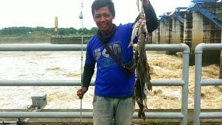 15 mata kail pancing rangkaian tersadis di dunia mancing-panen banyak ikan di bendung gerak