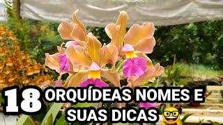 18 ORQUÍDEAS + NOMES / ID E SUAS DICAS DE CULTIVO ️ TODAS FLORIDAS