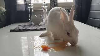 Cute Rabbit Eating & Licking Juicy Orange MESSY ASMR