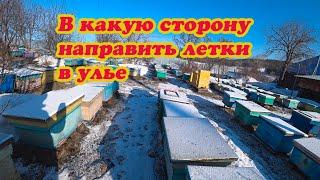 КУДА НАПРАВИТЬ ЛЕТКИ ПЧЁЛ НА ПАСЕКЕ