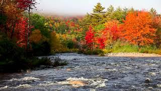 USA Flowing River in Autumn Forest 4k. Relaxing River, Water Sounds, White Noise for Sleep, Study.