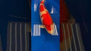 THE BEST KOI IN THE WORLD (2024)! #shorts #japanesekoi #fish #koi #japan