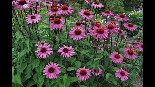 Heat Loving Perennials/Garden Tour/Garden Style nw