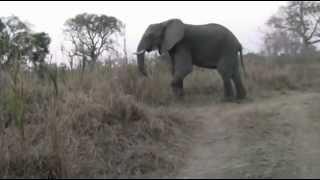 Juvenile Elephant charges us