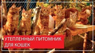 Теплый питомник для кошек ПОД КЛЮЧ