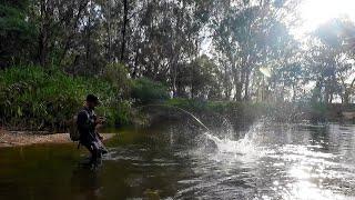 Clear Water Murray Cod Fishing With Sonny