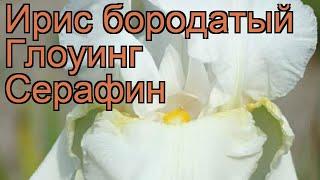 Ирис бородатый Глоуинг Серафин (iris)  обзор: как сажать, рассада ириса Глоуинг Серафин