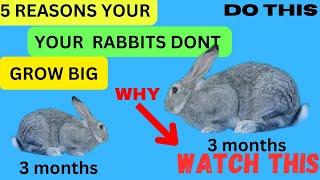 5 reasons rabbits don’t grow big || avoid cold this season on rabbits