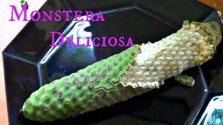 Monstera Deliciosa Review - Weird Fruit Explorer - Ep. 108