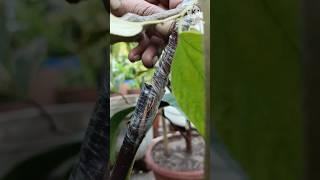 how to grafting apple ber tree tree#shorts