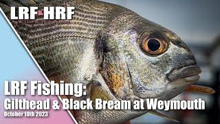 LRF Fishing: Gilthead & Black Bream Plus More!  A 13 Species Session at Weymouth