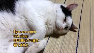 Nacchan, sleeping pretend／なっちゃん、寝たふり