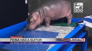 #HippoSwipeRight? Will San Antonio Zoo hippo be Fiona's boyfriend?