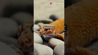 Leopard Gecko's Tail Wiggle What It's Telling You #animaldocumentary #facts #animalinsights   #pets