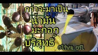 การทำน้ำมันมะกอกบริสุทธิ์ Extra Virgin Olive Oil ep183/2018