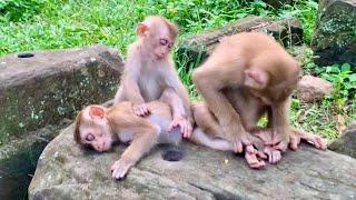 Poor Baby monkey Abandoned falls asleep on thebed looking sopitiful