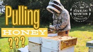 Our SWEETEST Day on Kowalski Mountain Yet? Will We Pull Honey? | Annual Honey Harvest