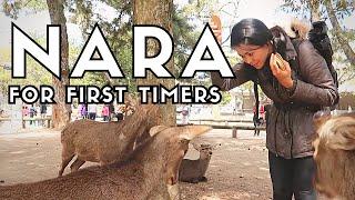 BEST THINGS TO DO IN NARA + JAPAN NARA PARK DEER | Nara Travel Guide