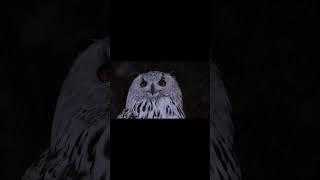 #shorts Owl In Rain Forest Ambience At Night Relaxation #trending #trendingshorts